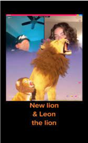 Leon and Lion